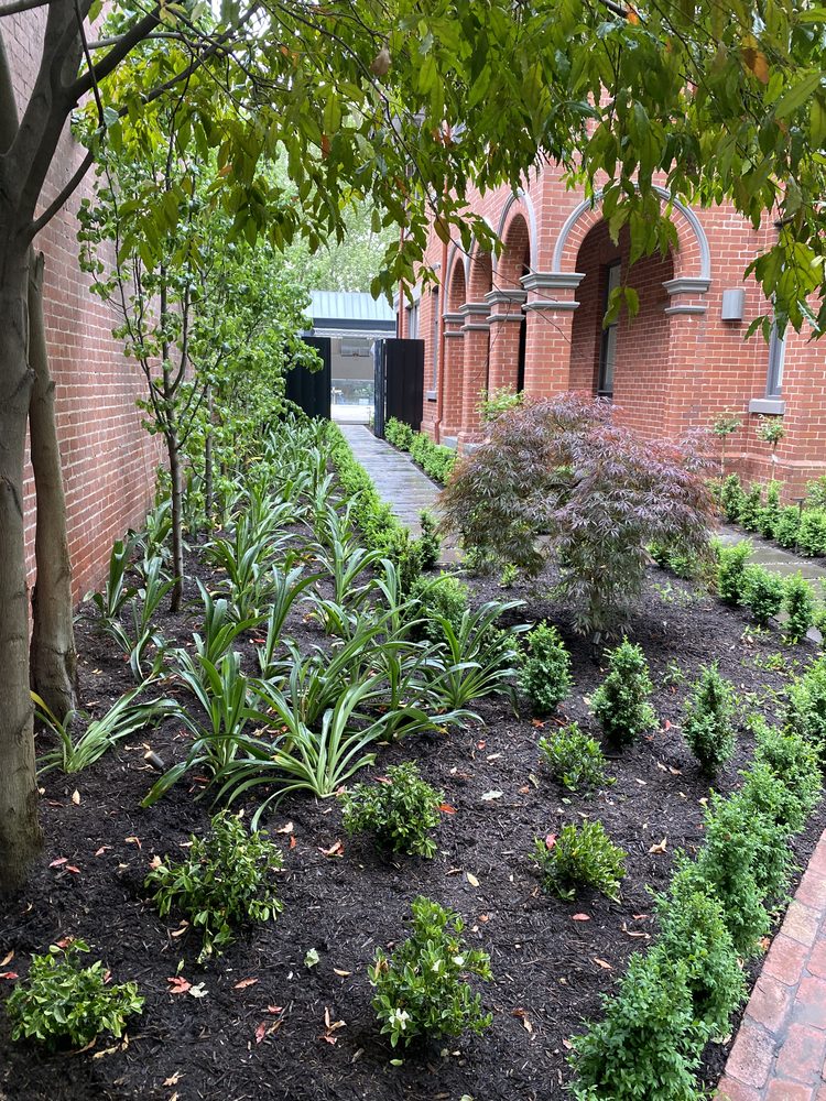 Side garden with mass planting, box hedging and a Japanese maple beside a heritage building