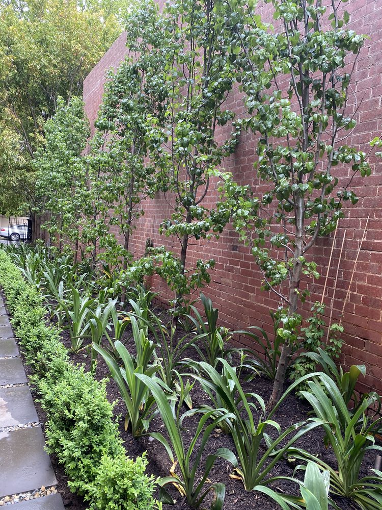 Espaliered pear trees and clipped box hedging maintained along a brick garden wall