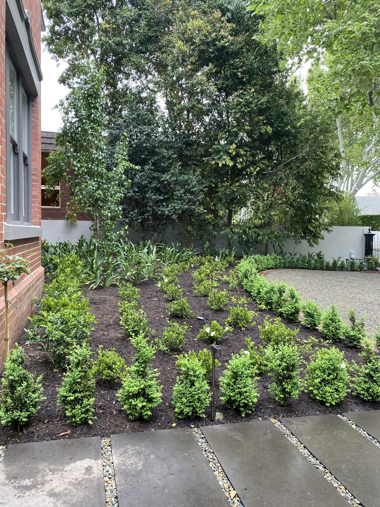 Maintained formal garden with box hedging and screening trees beside a heritage brick home
