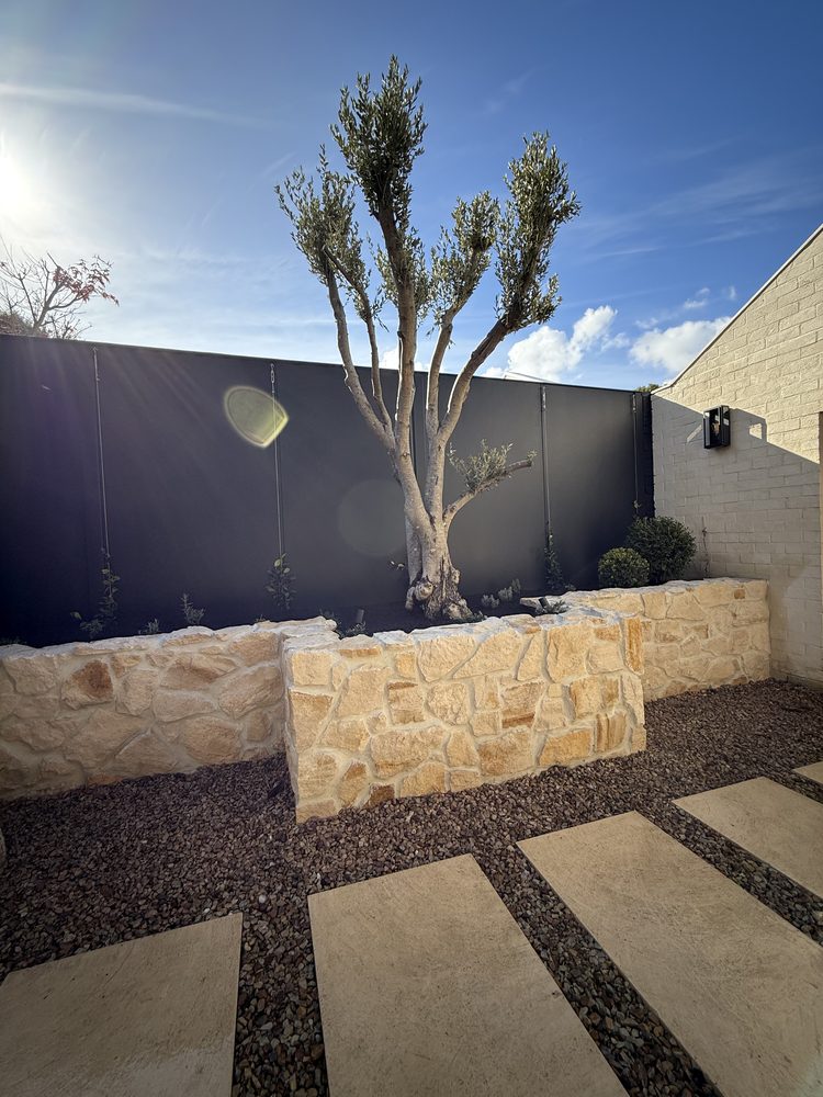 Sculptural olive tree in a sandstone-walled garden bed with a stone paver path